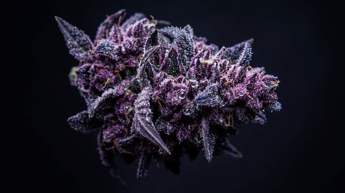 Fleur de cannabis violette avec anthocyanes, illustration scientifique - Beetle Print