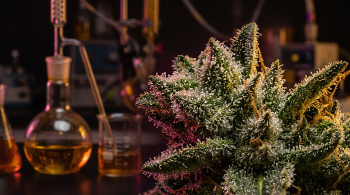 CBG and CBN: The Cannabinoids Nobody Explains Well