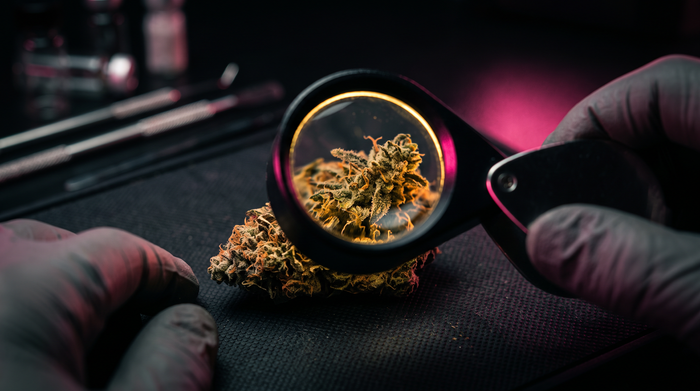 How to detect adulterated cannabis: harm reduction guide Beetle Print