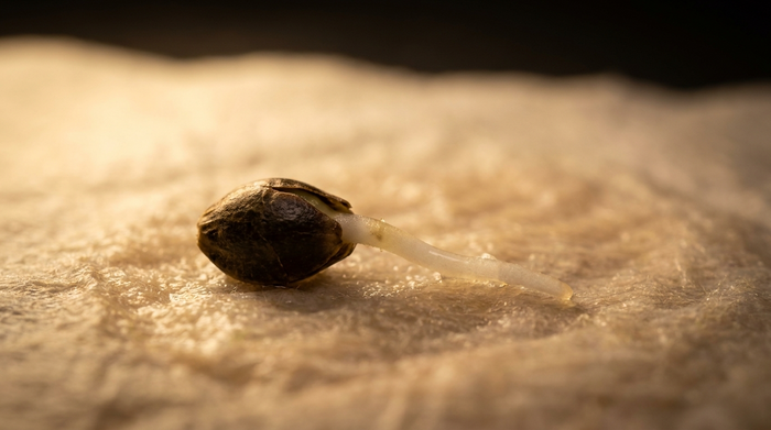 Semilla de cannabis germinando — raíz blanca emergiendo sobre papel húmedo
