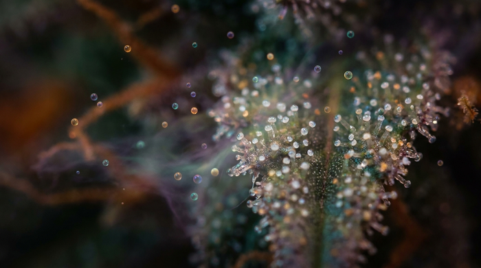 Cannabis terpenes: molecular structures on dark background with vibrant colors
