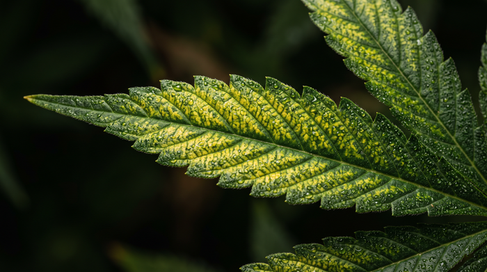 Por Qué Amarillean las Hojas de Tu Planta de Cannabis (Y Cómo Saber Cuál Es la Causa Real)
